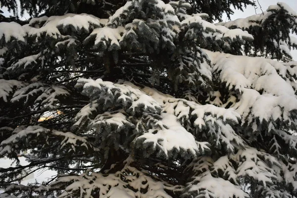 Дерево Снігу Взимку — стокове фото