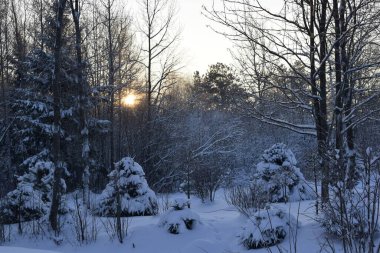 Kış ormanı, kardaki ağaçlar