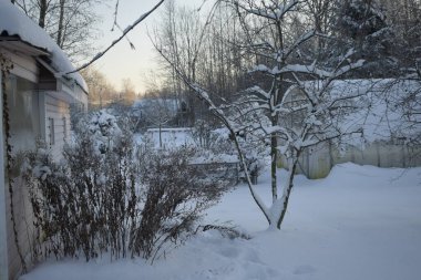 Kış ormanı, kardaki ağaçlar