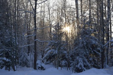 Kış ormanı, kardaki ağaçlar
