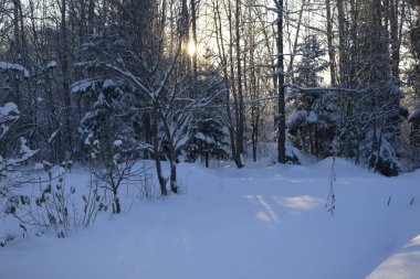 Kış ormanı, kardaki ağaçlar