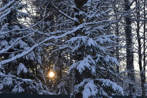 Χειμερινό Δάσος Δέντρα Στο Χιόνι — Φωτογραφία Αρχείου