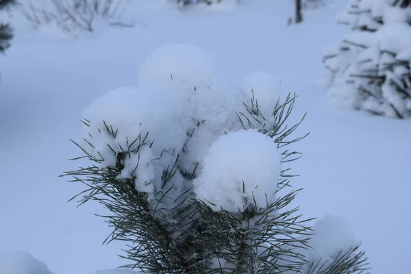 Floresta Inverno Árvores Neve — Fotografia de Stock