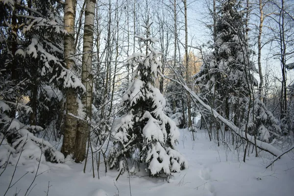 Winter Forest Trees Snow — Stock Photo, Image