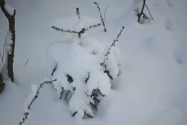 冬天的森林 雪地里的树木 — 图库照片