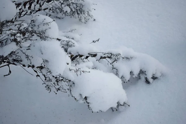 Bosque Invierno Árboles Nieve —  Fotos de Stock