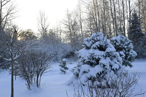 冬の森雪の中の木 — ストック写真
