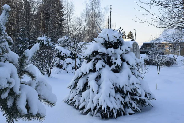 Floresta Inverno Árvores Neve — Fotografia de Stock