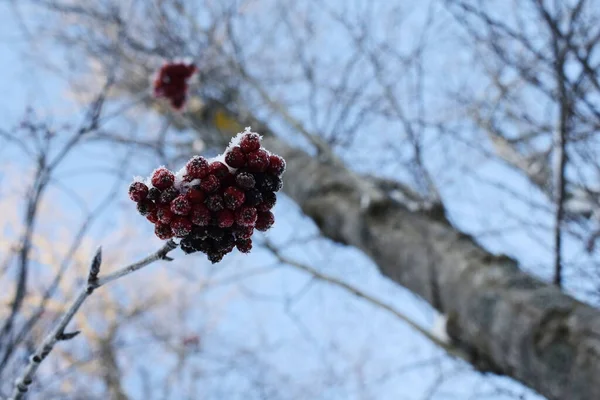 Пензлик Червоної Лебідки Снігу — стокове фото