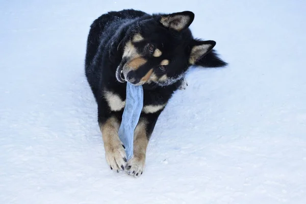 Schwarzer Hund Winter Freien — Stockfoto
