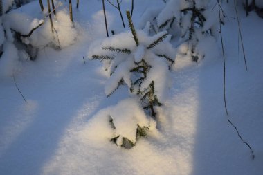 Kış ormanı, kardaki ağaçlar