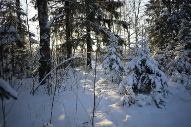 Kış ormanı, kardaki ağaçlar