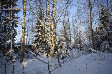 Kış ormanı, kardaki ağaçlar