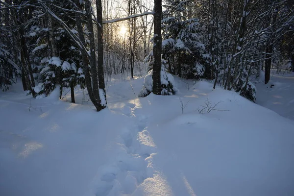 Zimní Les Stromy Sněhu — Stock fotografie