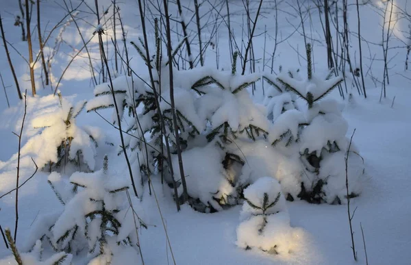 Kış ormanı, kardaki ağaçlar