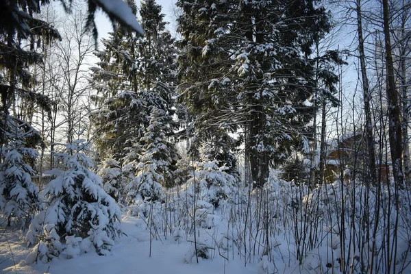 Bosque Invierno Árboles Nieve — Foto de Stock