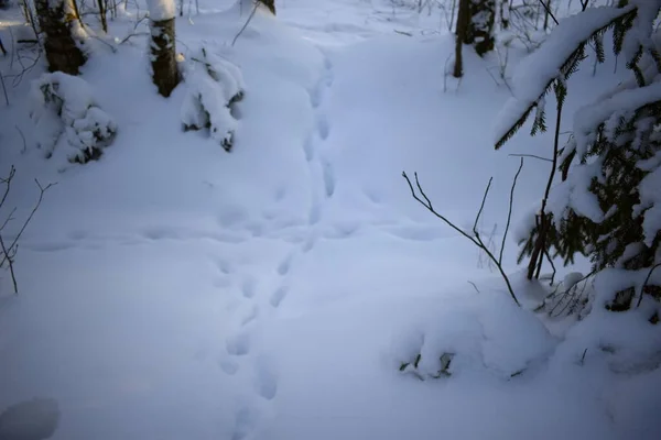 Forêt Hiver Arbres Dans Neige — Photo