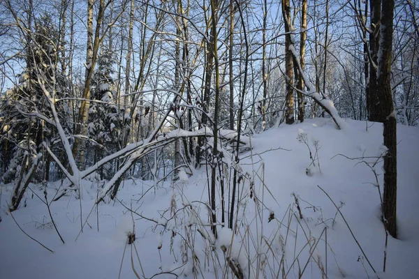 Winter Forest Trees Snow — Stock Photo, Image