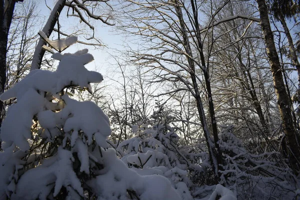 Winterbos Bomen Sneeuw — Stockfoto