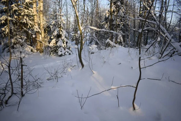 Winterbos Bomen Sneeuw — Stockfoto