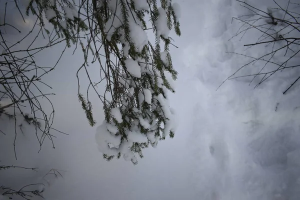 Foresta Invernale Alberi Nella Neve — Foto Stock