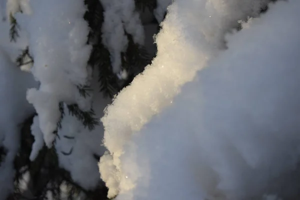 Floresta Inverno Árvores Neve — Fotografia de Stock