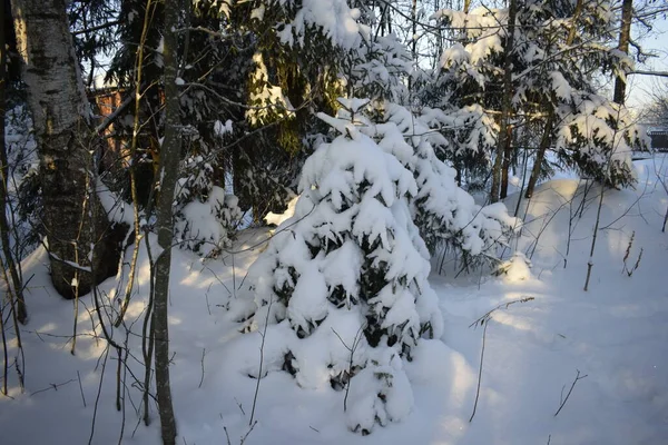 Χειμερινό Δάσος Δέντρα Στο Χιόνι — Φωτογραφία Αρχείου