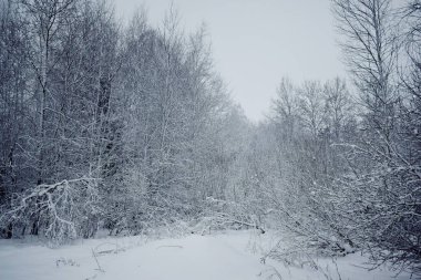 Kış Ormanında Karla Kaplanmış Ağaçlar