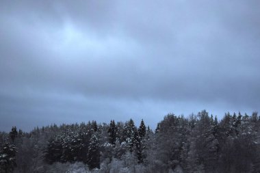 Kış Ormanında Karla Kaplanmış Ağaçlar