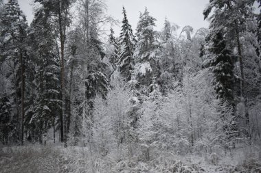 Kış Ormanında Karla Kaplanmış Ağaçlar