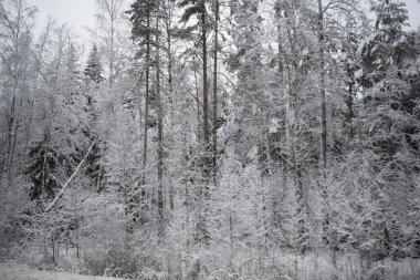 Kış Ormanında Karla Kaplanmış Ağaçlar