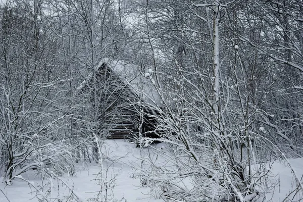 Día Invierno Campo — Foto de Stock