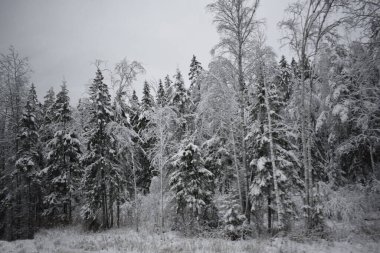 Kış Ormanında Karla Kaplanmış Ağaçlar