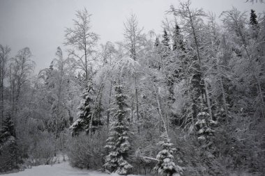 Kış Ormanında Karla Kaplanmış Ağaçlar