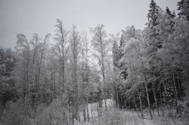 Kış Ormanında Karla Kaplanmış Ağaçlar