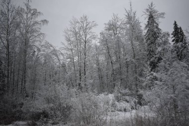 Kış Ormanında Karla Kaplanmış Ağaçlar