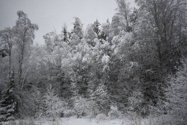 Kış Ormanında Karla Kaplanmış Ağaçlar