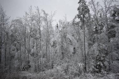 Kış Ormanında Karla Kaplanmış Ağaçlar