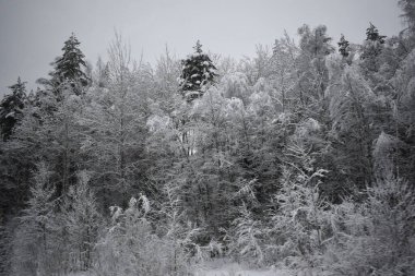 Kış Ormanında Karla Kaplanmış Ağaçlar