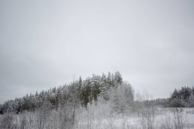 Kış Ormanında Karla Kaplanmış Ağaçlar