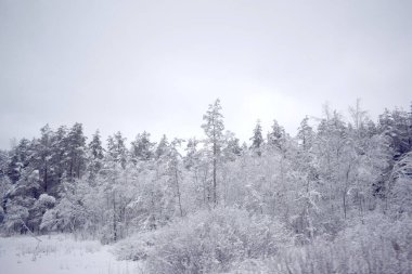 Kış Ormanında Karla Kaplanmış Ağaçlar