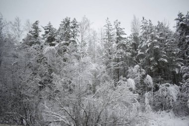 Kış Ormanında Karla Kaplanmış Ağaçlar