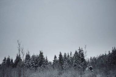 Kış Ormanında Karla Kaplanmış Ağaçlar