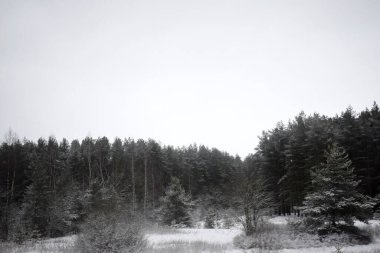 Kış Ormanında Karla Kaplanmış Ağaçlar