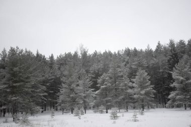 Kış Ormanında Karla Kaplanmış Ağaçlar