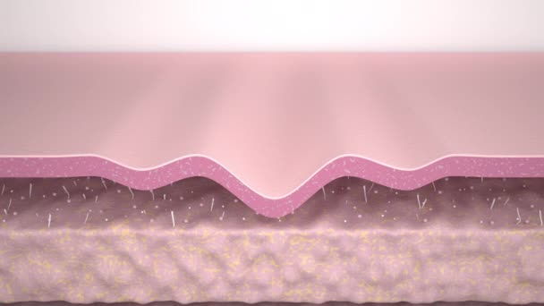 Wrinkle Smoothing Medical Animation Showing Process Skin Rejuvenation Rebuilding Collagen — Stock Video