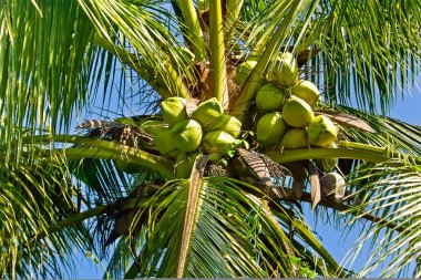 Yeşil Hindistan cevizi hurma ağacı üzerinde