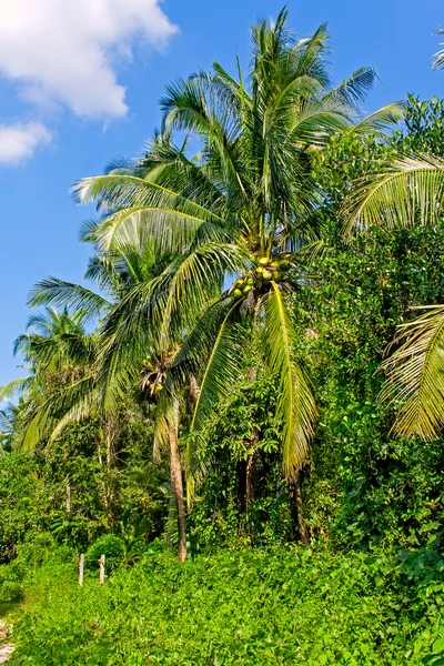 Row of coconut tree palms — Stock Photo, Image