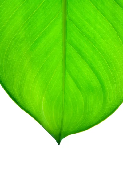 Groen blad van dichtbij — Stockfoto