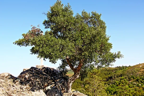 Olijfboom, portugal — Stockfoto